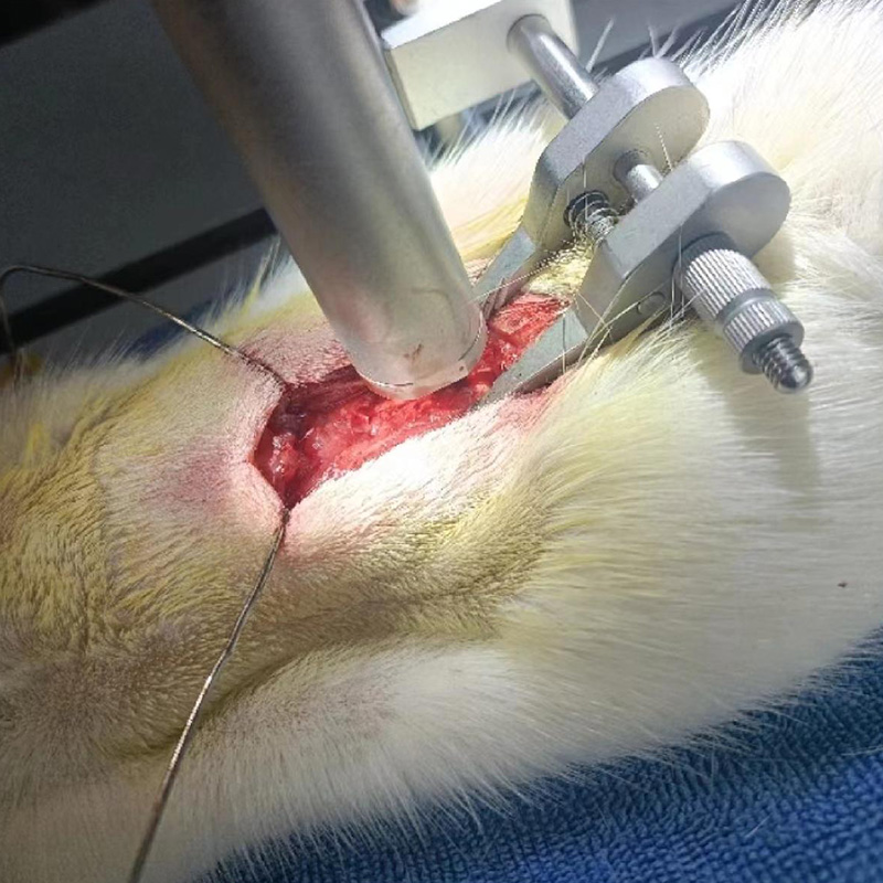 脊髓橫斷模型（大鼠）——自由落體打擊法